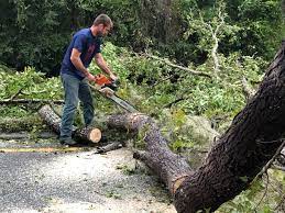 Best Tree Mulching  in Waimanalo Beach, HI